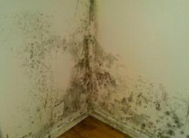 Optimized by JPEGmini 3.14.12.71901706 0x29b4338d - Eagle Home Inspections LLC - Eagle Home Inspections LLC mold inspection Tucson